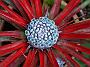 Fascicularia bicolor